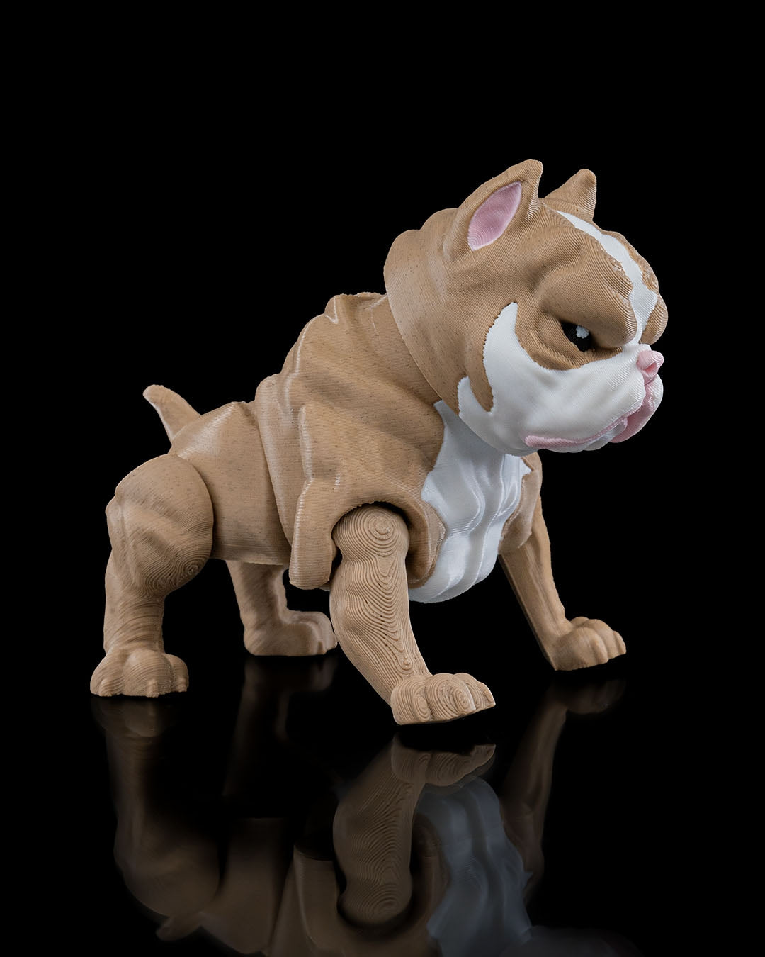 American Bully