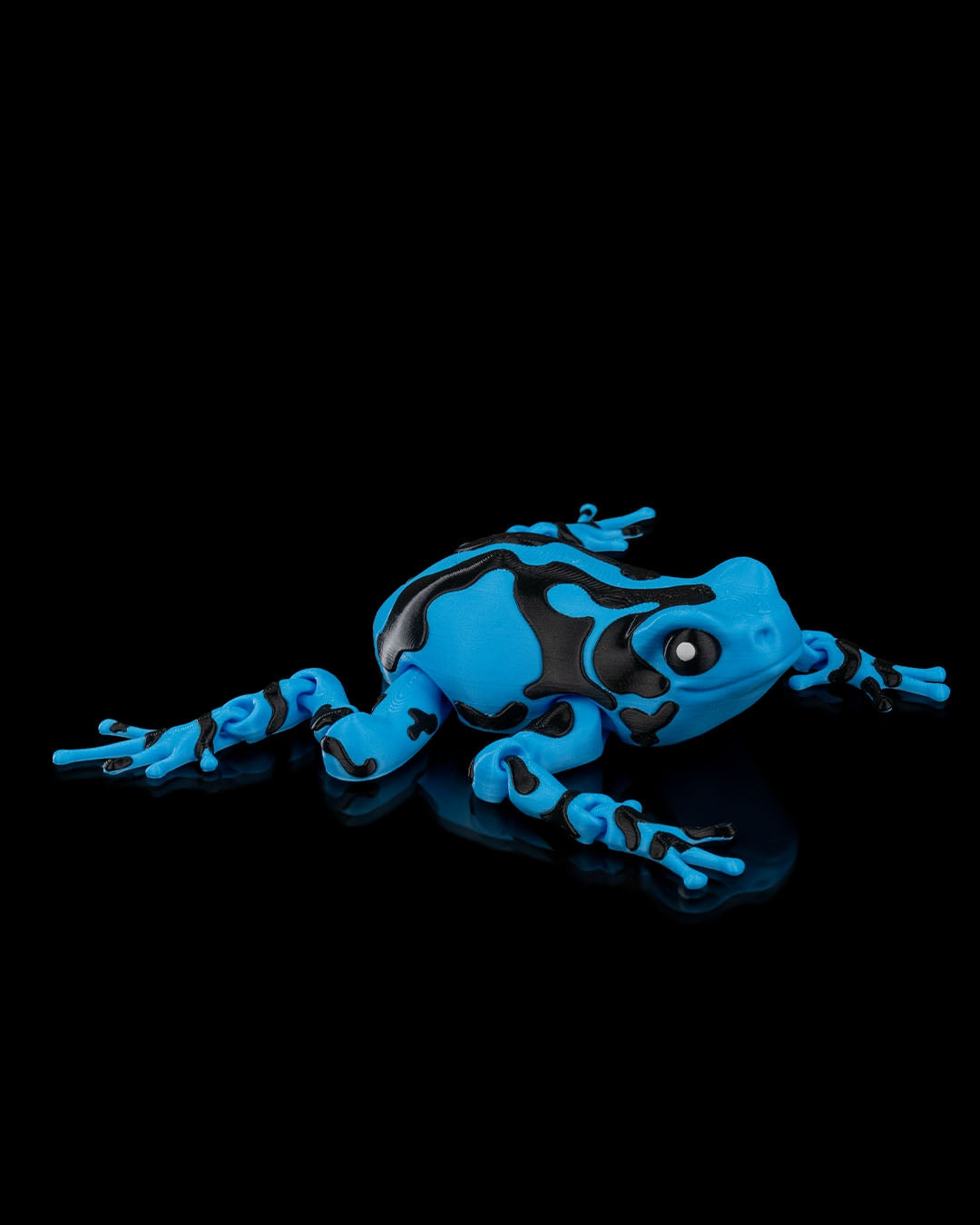 Darcy the poison Dart Frog